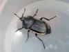 Silpha olivieri